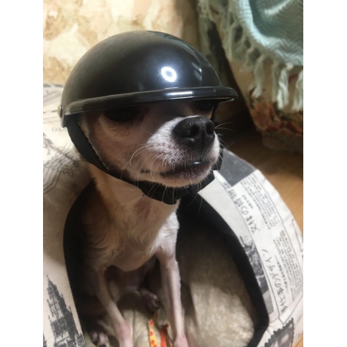 Шлем для животных