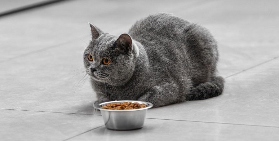 Корм для котов Royal Canin