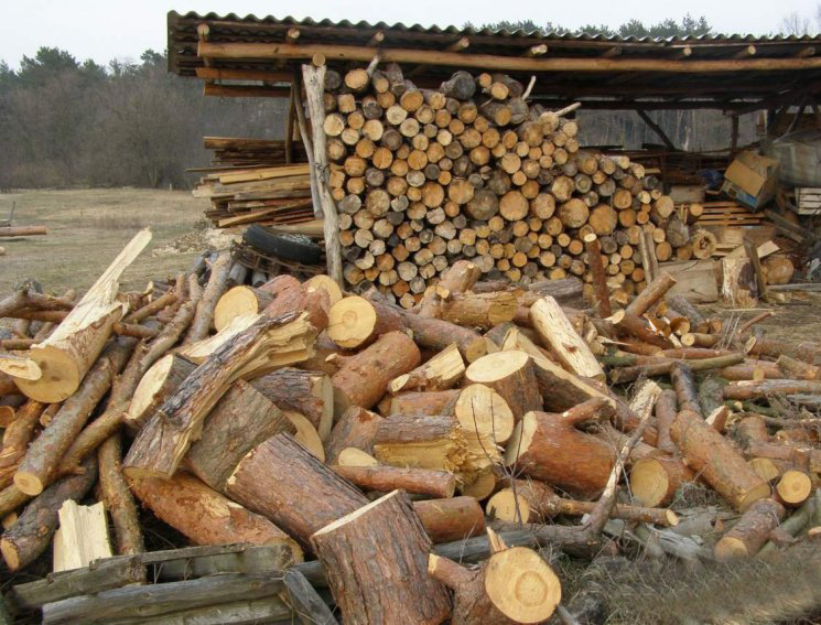 Найди белку на фото