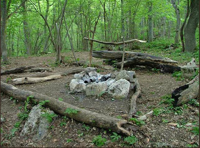 Найди собаку на фото