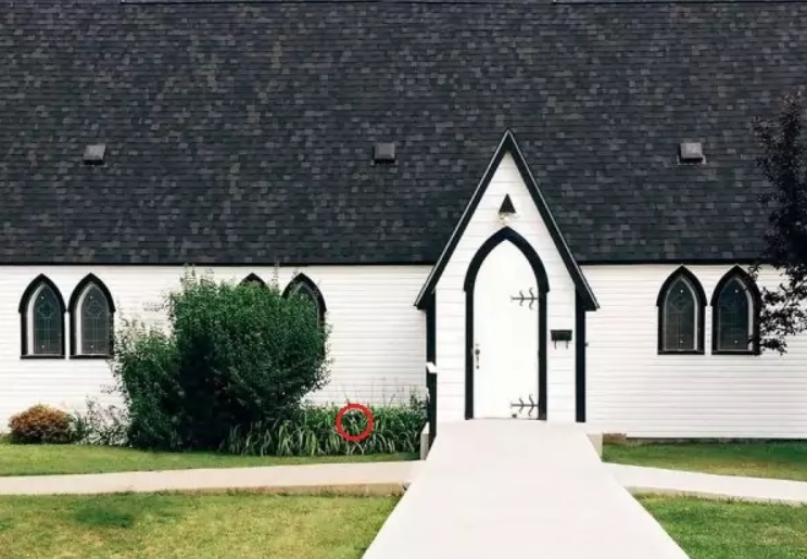 Найди собаку на фото